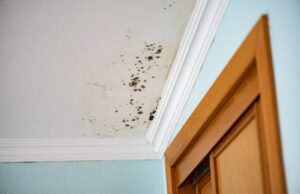 How Property Fixology Can Fix Water Intrusion After Hurricane Milton and Prevent Mold Growth